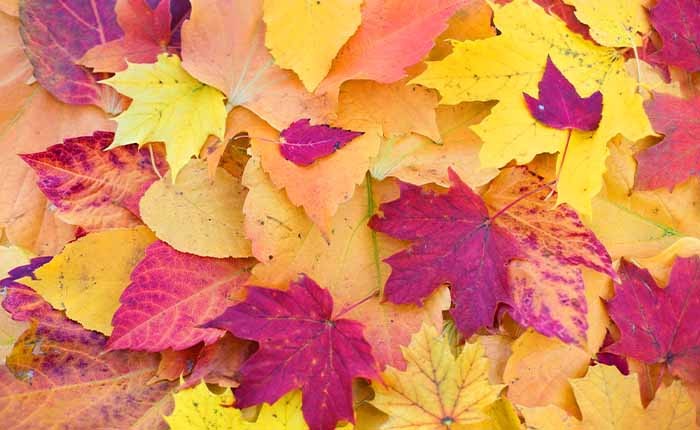 Basteln mit Kindern im Herbst
